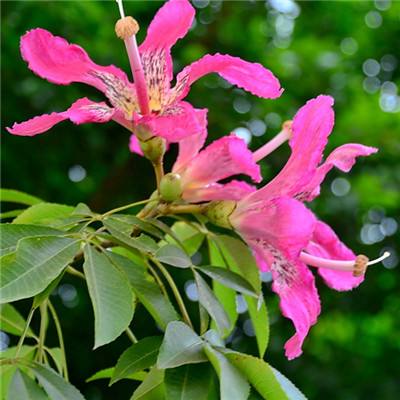 博鱼半岛在线登录